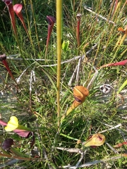 Helianthus heterophyllus