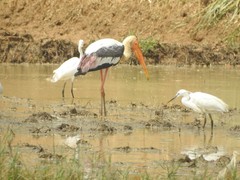 Mycteria leucocephala