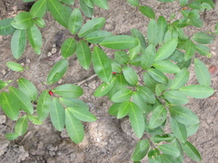 Erythroxylum guatemalense