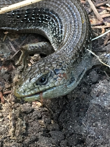 Elgaria coerulea (Wiegmann, 1828)