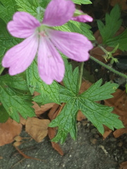Geranium endressii