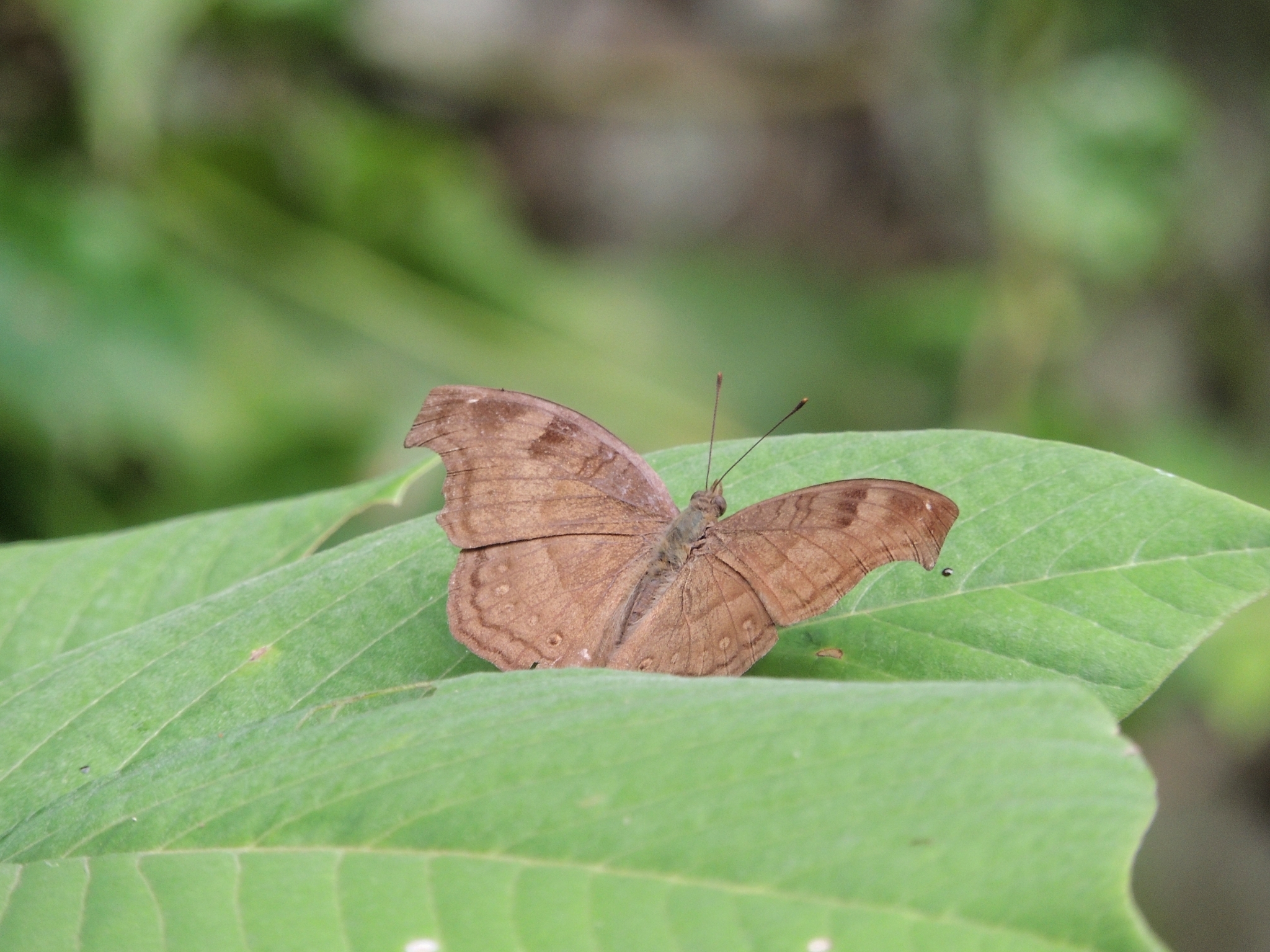 Chocolate Pansy