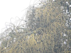 Corypha umbraculifera