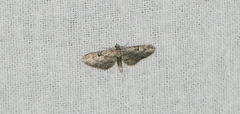 Eupithecia interruptofasciata