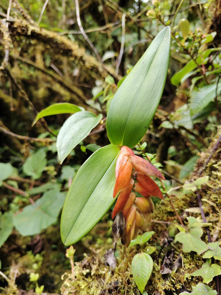 Epidendrum atwoodchlamys Hágsater 3