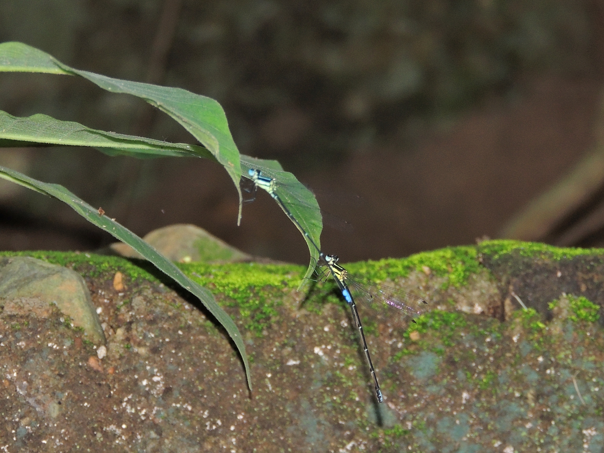 Coorg Bambootail