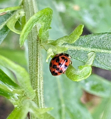 iNaturalist observation photo of Asian Lady Beetle