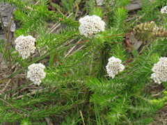 Metalasia pulchella
