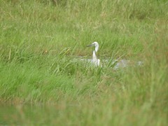 Egretta garzetta