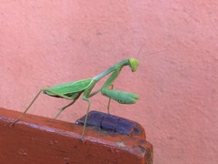 Mantidae