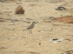 Charadrius mongolus