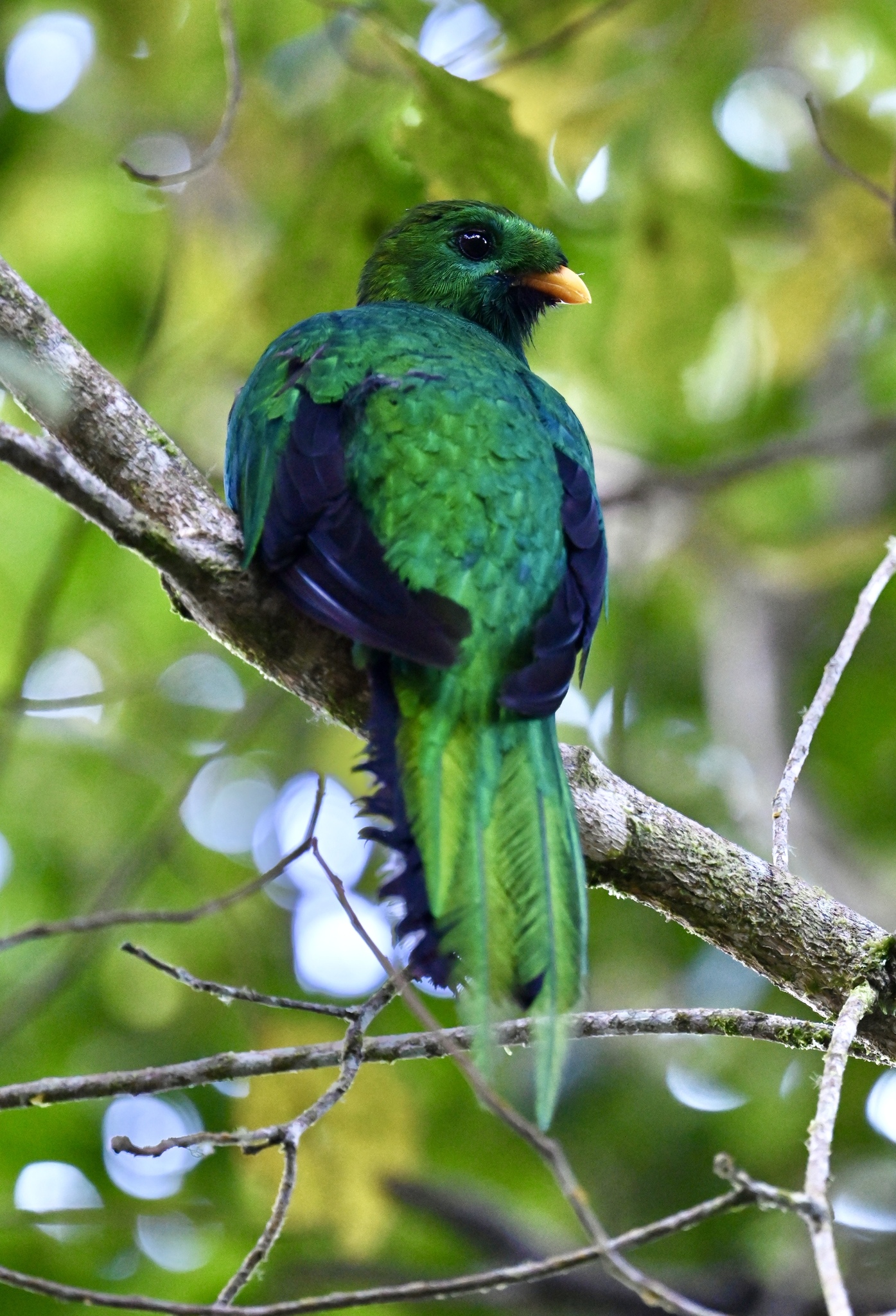 White-tipped Quetzal (Pharomachrus fulgidus), photo 7
