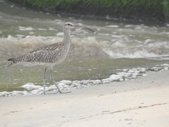 Numenius phaeopus