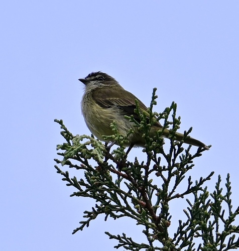 Spectacled Tyrannulet (Zimmerius improbus), photo 7