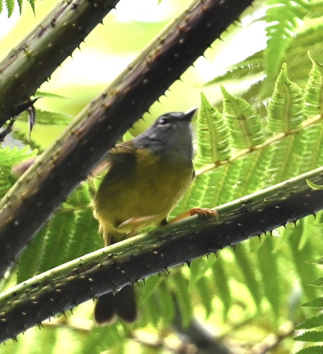White-lored Warbler (Myiothlypis conspicillata), photo 6