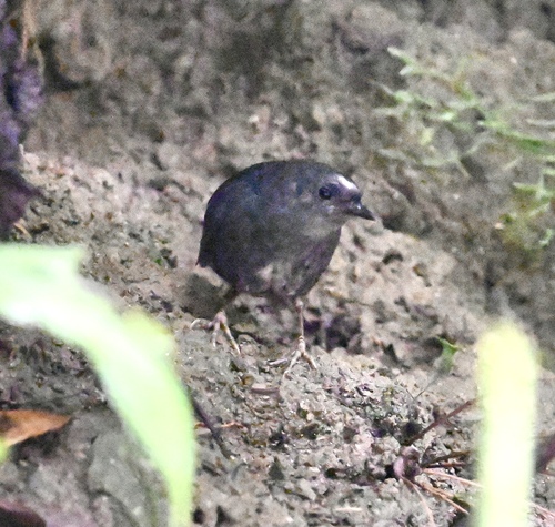 Santa Marta Tapaculo (Scytalopus sanctaemartae), photo 4