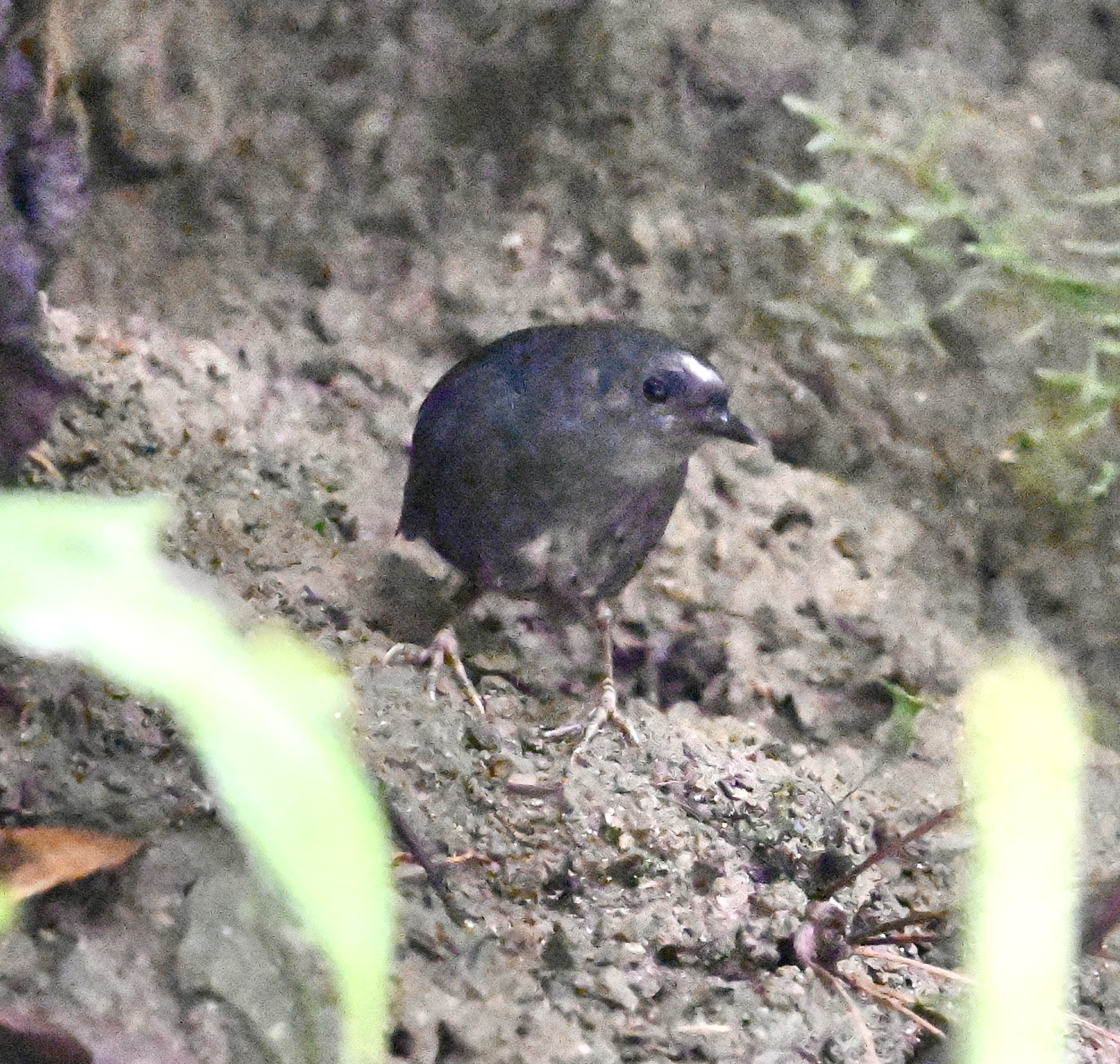 Santa Marta Tapaculo (Scytalopus sanctaemartae), photo 9