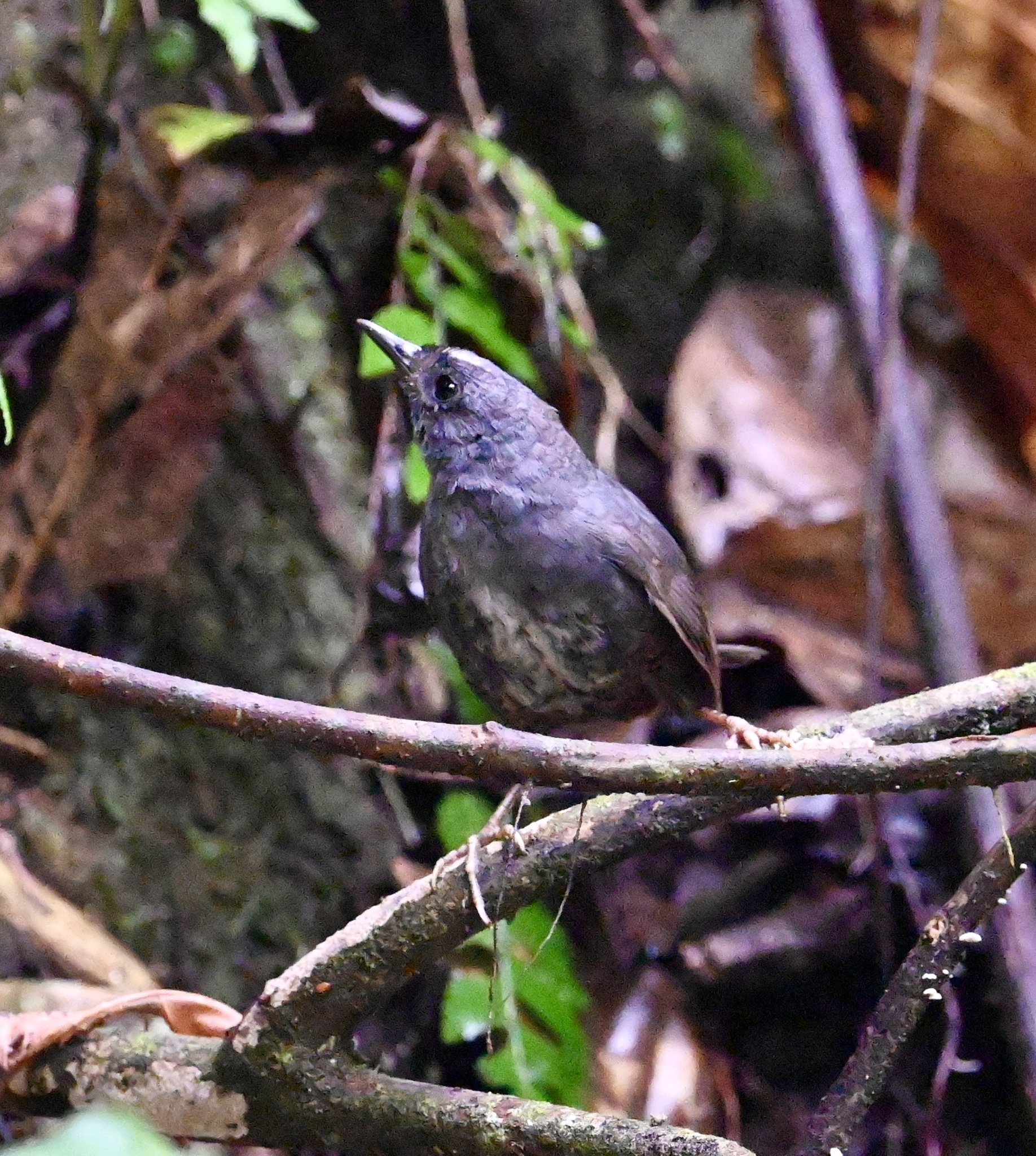 Santa Marta Tapaculo (Scytalopus sanctaemartae), photo 8