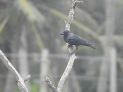 Corvus splendens