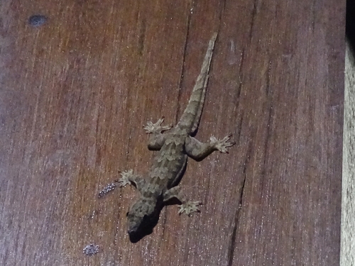 Hemidactylus platyurus