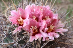 Coryphantha poselgeriana