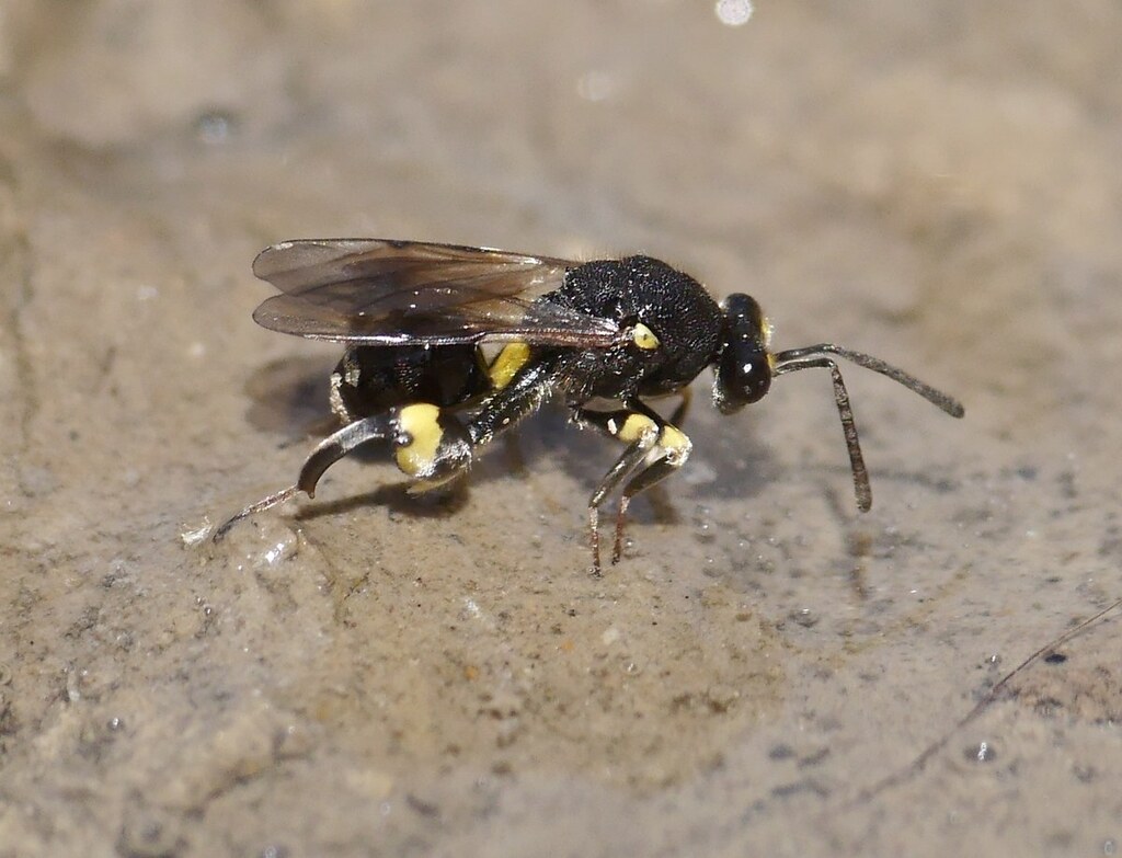 Chalcis myrifex