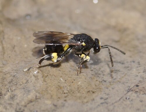 Chalcis myrifex