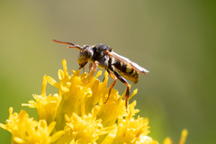 Nomada vicina