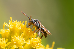 Nomada vicina