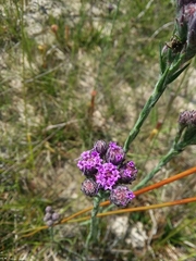 Carphephorus pseudoliatris