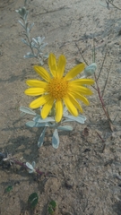 Senecio crassiflorus
