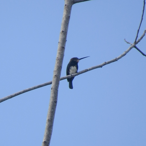 Brown Jacamar (Brachygalba lugubris), photo 5