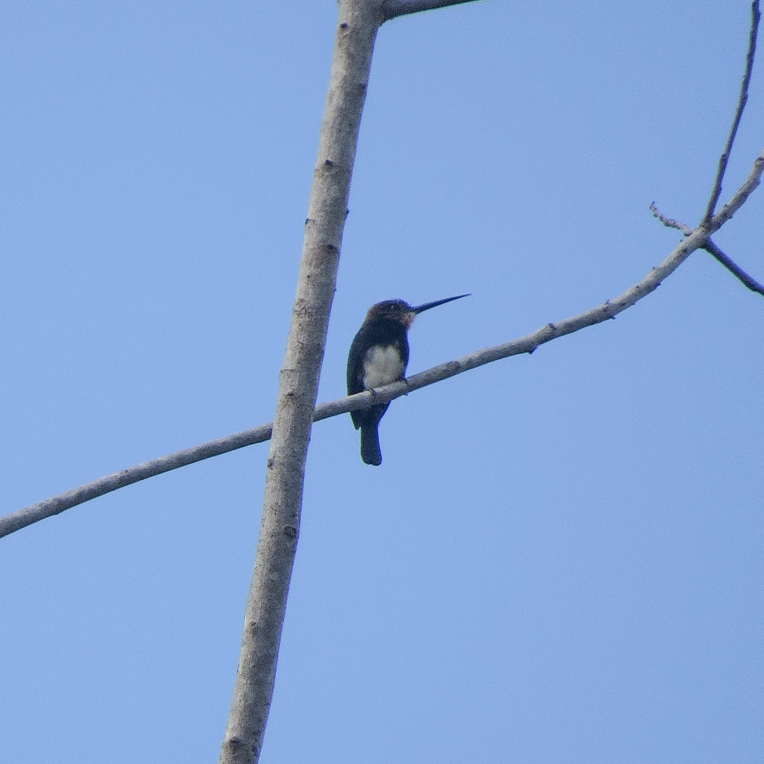 Brown Jacamar (Brachygalba lugubris), photo 7