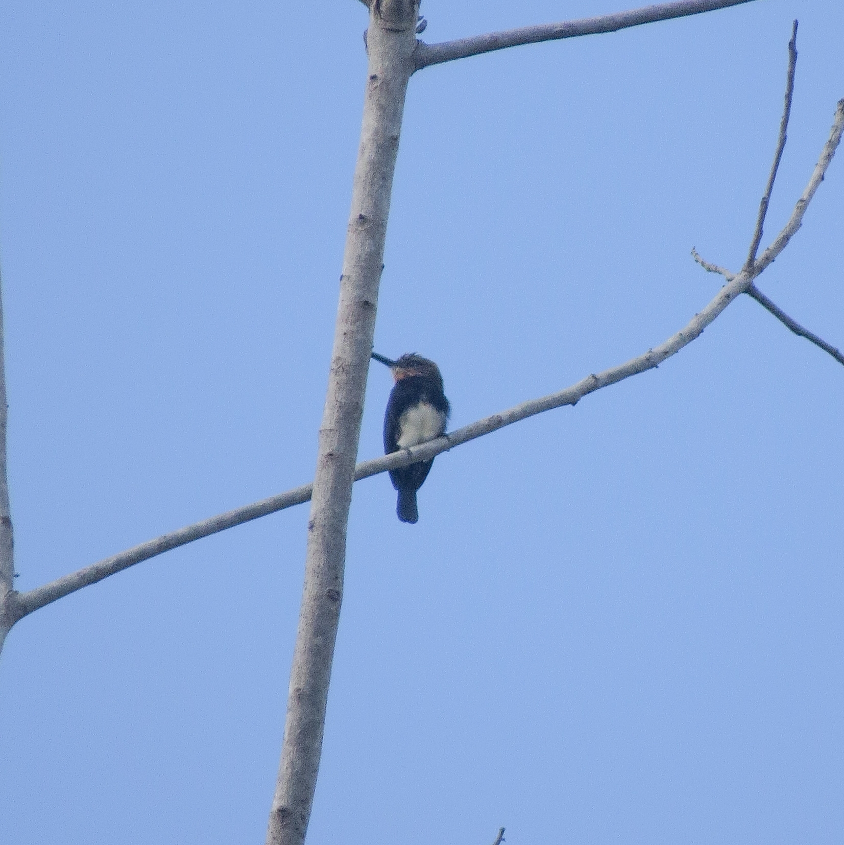 Brown Jacamar (Brachygalba lugubris), photo 8
