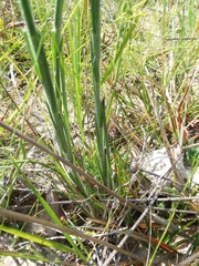 Carphephorus pseudoliatris