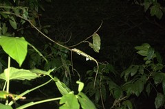 Anolis baleatus