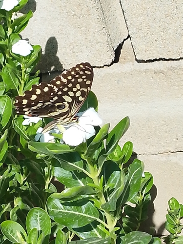 Citrus Swallowtail