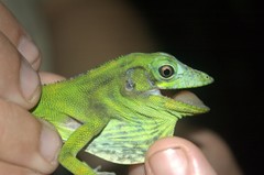 Anolis baleatus