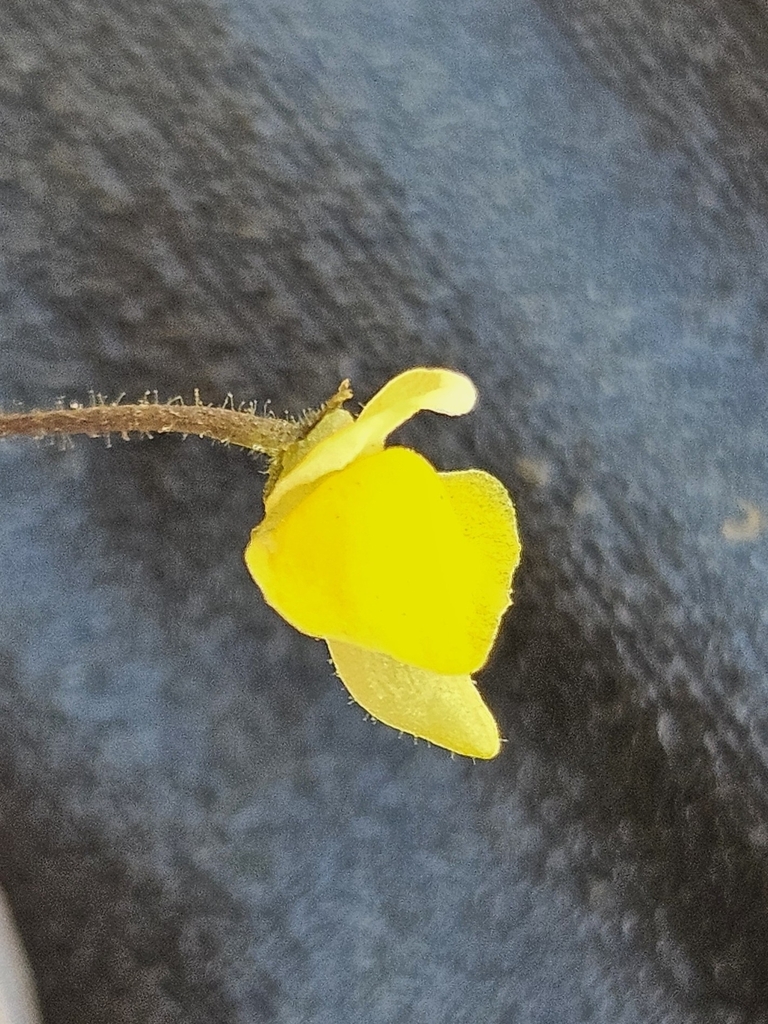 Genlisea pygmaea A.St.-Hil.