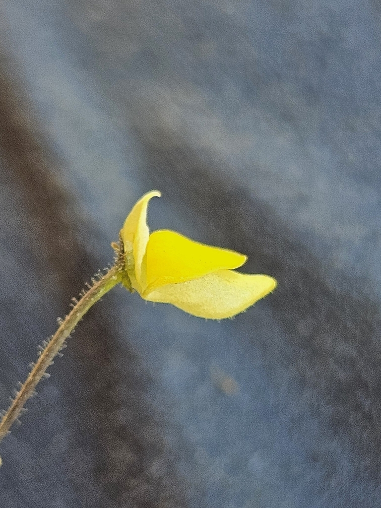 Genlisea pygmaea A.St.-Hil. 2