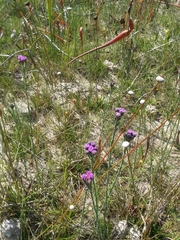 Carphephorus pseudoliatris