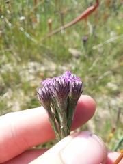 Carphephorus pseudoliatris
