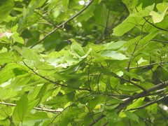 Chloropsis aurifrons