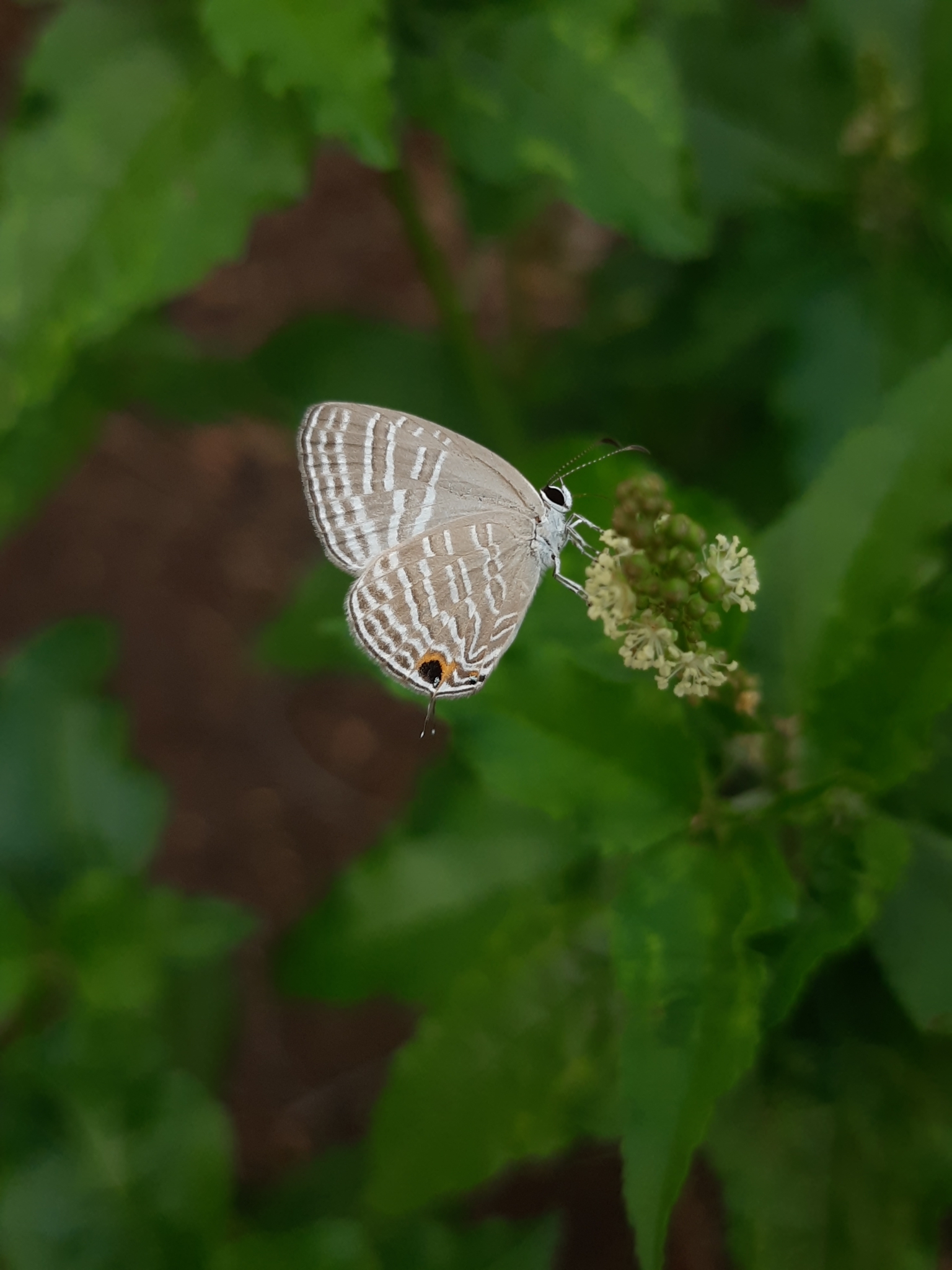 Common Cerulean