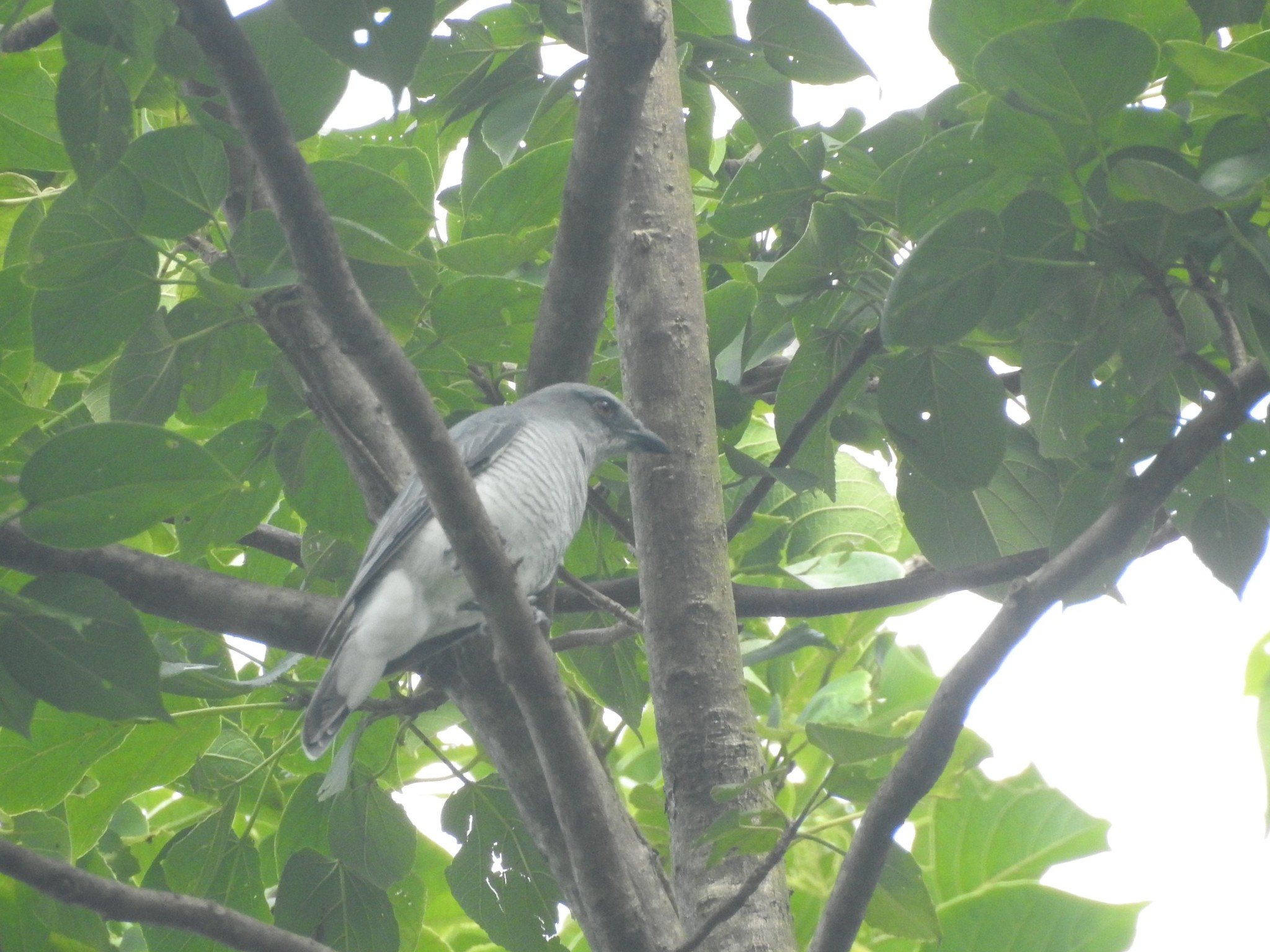 Indian Cuckooshrike