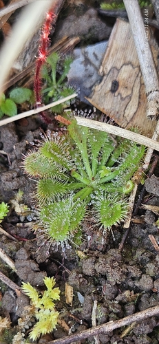Drosera hirtella (Drosera hirtella)