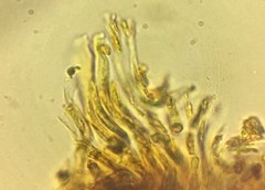 Geoglossum difforme