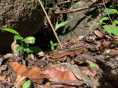 Zonosaurus madagascariensis