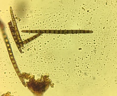 Geoglossum difforme