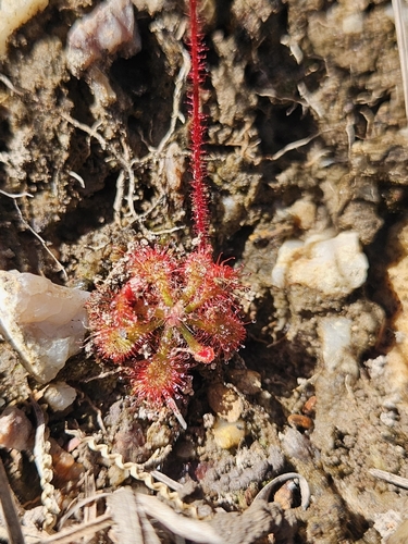 Drosera hirtella (Drosera hirtella)